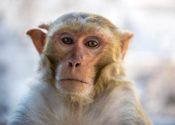 Last Escaped Monkey Captured After Mississippi Highway Crash