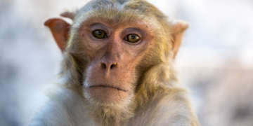 Last Escaped Monkey Captured After Mississippi Highway Crash