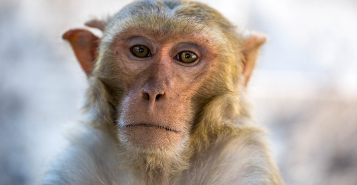 Last Escaped Monkey Captured After Mississippi Highway Crash