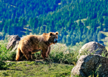 Montana Man Convicted of Brutal Axe Murder Initially Mistaken for Bear Attack