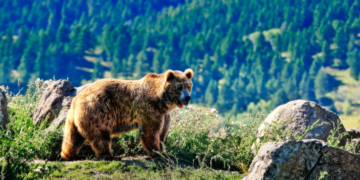 Montana Man Convicted of Brutal Axe Murder Initially Mistaken for Bear Attack