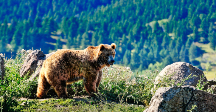 Montana Man Convicted of Brutal Axe Murder Initially Mistaken for Bear Attack