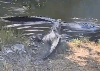 Watch: Crocodile Confronts Alligator in Tense Everglades Standoff