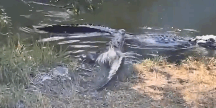Watch: Crocodile Confronts Alligator in Tense Everglades Standoff
