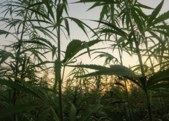 Major Democrat Donor Has Sizeable Stake In Pot Company Raided By ICE