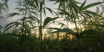 Major Democrat Donor Has Sizeable Stake In Pot Company Raided By ICE