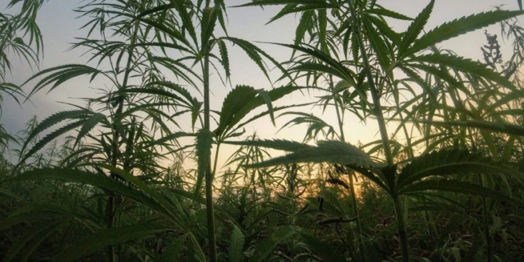 Major Democrat Donor Has Sizeable Stake In Pot Company Raided By ICE