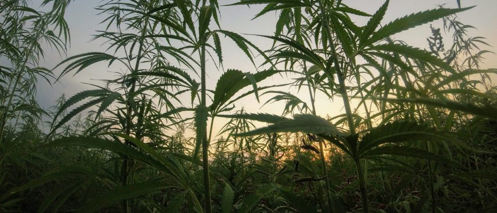 Major Democrat Donor Has Sizeable Stake In Pot Company Raided By ICE