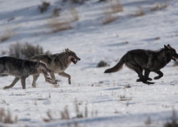 Man Interacts with Wolves at Yellowstone Park