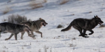 Man Interacts with Wolves at Yellowstone Park
