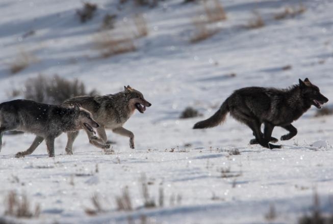 Man Interacts with Wolves at Yellowstone Park