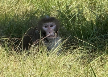 Mississippi Mother Explains Her Decision To Eliminate Escaped Monkey