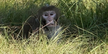 Mississippi Mother Explains Her Decision To Eliminate Escaped Monkey
