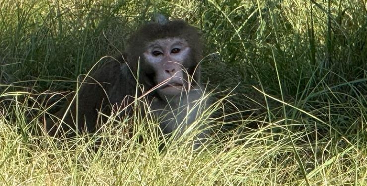 Mississippi Mother Explains Her Decision To Eliminate Escaped Monkey