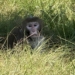 Mississippi Mother Explains Her Decision To Eliminate Escaped Monkey