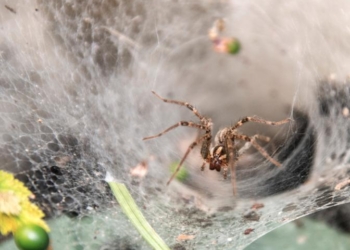 World’s Largest Spiderweb Has Been Discovered