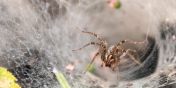 World’s Largest Spiderweb Has Been Discovered