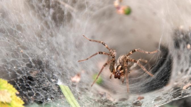 World’s Largest Spiderweb Has Been Discovered