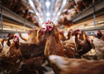 Animal Rights Activist Sentenced for Chicken Rescue From California Poultry Plant
