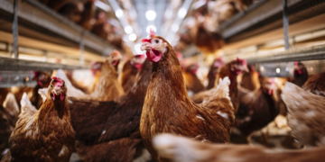 Animal Rights Activist Sentenced for Chicken Rescue From California Poultry Plant