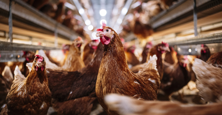 Animal Rights Activist Sentenced for Chicken Rescue From California Poultry Plant