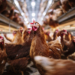 Animal Rights Activist Sentenced for Chicken Rescue From California Poultry Plant