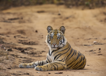 Interpol Operation Thunder 2025 Rescues 30,000 Animals, Seizes Record Wildlife Trafficking Haul