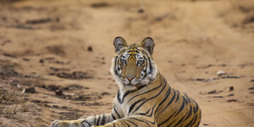 Interpol Operation Thunder 2025 Rescues 30,000 Animals, Seizes Record Wildlife Trafficking Haul