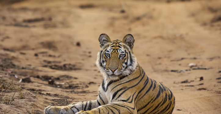 Interpol Operation Thunder 2025 Rescues 30,000 Animals, Seizes Record Wildlife Trafficking Haul