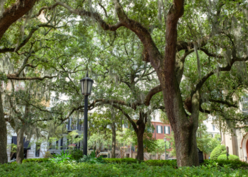 Savannah Woman Suffers Devastating Acid Attack, FBI Offers Reward as Hunt Intensifies