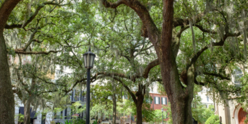 Savannah Woman Suffers Devastating Acid Attack, FBI Offers Reward as Hunt Intensifies