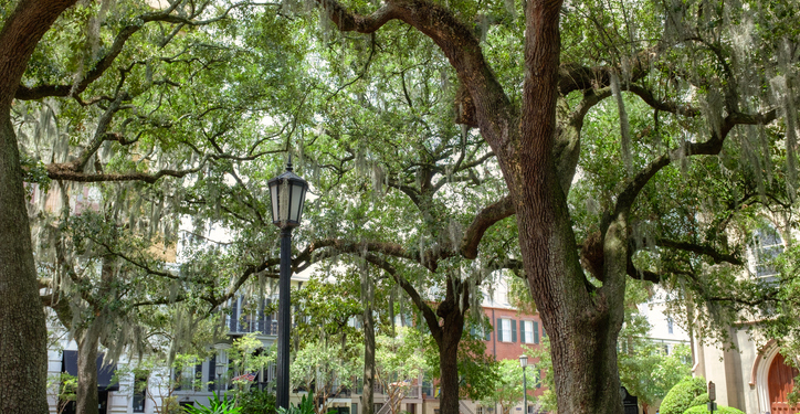 Savannah Woman Suffers Devastating Acid Attack, FBI Offers Reward as Hunt Intensifies