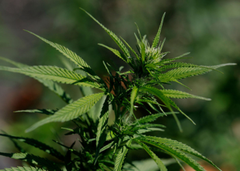 House Republicans Warn Trump Against Marijuana Rescheduling, Citing Addiction and Safety Risks