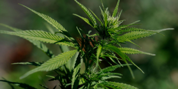 House Republicans Warn Trump Against Marijuana Rescheduling, Citing Addiction and Safety Risks