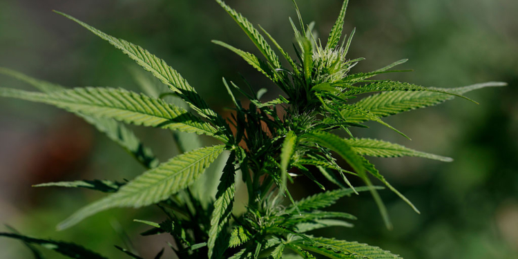 House Republicans Warn Trump Against Marijuana Rescheduling, Citing Addiction and Safety Risks