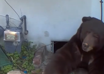 Homeowner Says 550-Pound Bear Living Under House Has Pushed Him to the Brink
