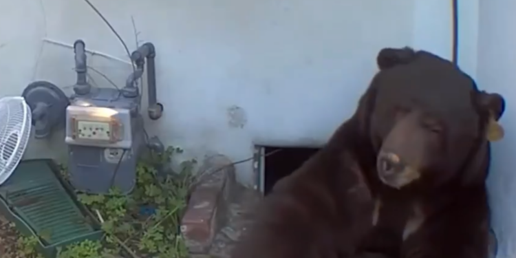 Homeowner Says 550-Pound Bear Living Under House Has Pushed Him to the Brink