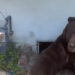 Homeowner Says 550-Pound Bear Living Under House Has Pushed Him to the Brink