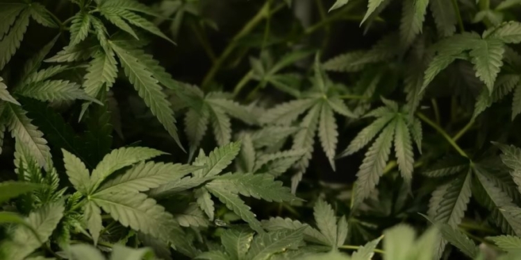 GOP Lawmakers Break With Trump On Loosening Federal Restrictions For Marijuana