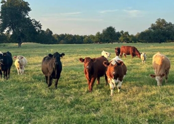 Mealybug Could Cost US Agriculture Industry Money