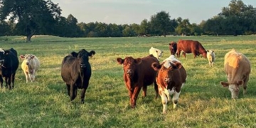 Mealybug Could Cost US Agriculture Industry Money