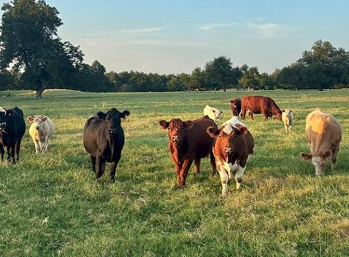 Mealybug Could Cost US Agriculture Industry Money