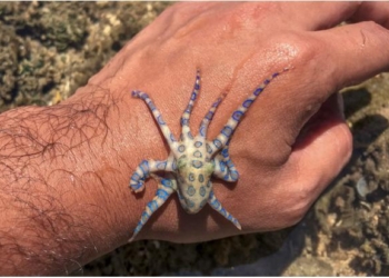 Naive British Tourist Lucky After Encounter With Deadly Animal