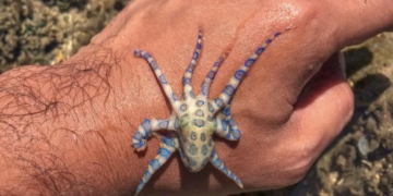 Naive British Tourist Lucky After Encounter With Deadly Animal