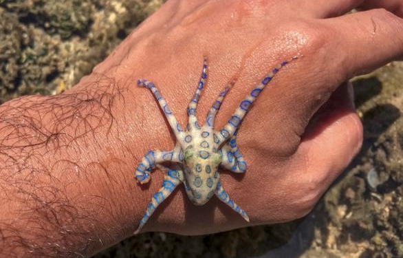 Naive British Tourist Lucky After Encounter With Deadly Animal