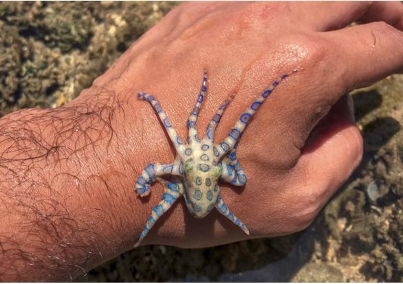 Naive British Tourist Lucky After Encounter With Deadly Animal