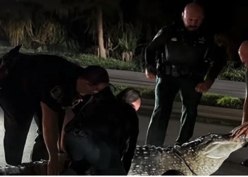 Police Get Into A Wrestling Match With A 600 Pound Alligator