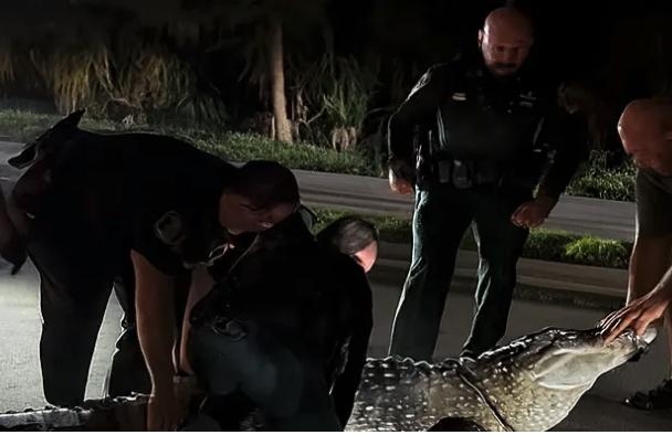 Police Get Into A Wrestling Match With A 600 Pound Alligator