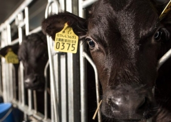 TAYLOR HAYNES: America’s Small Farmers Can Compete If We Let Them