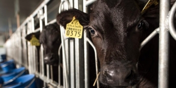 TAYLOR HAYNES: America’s Small Farmers Can Compete If We Let Them